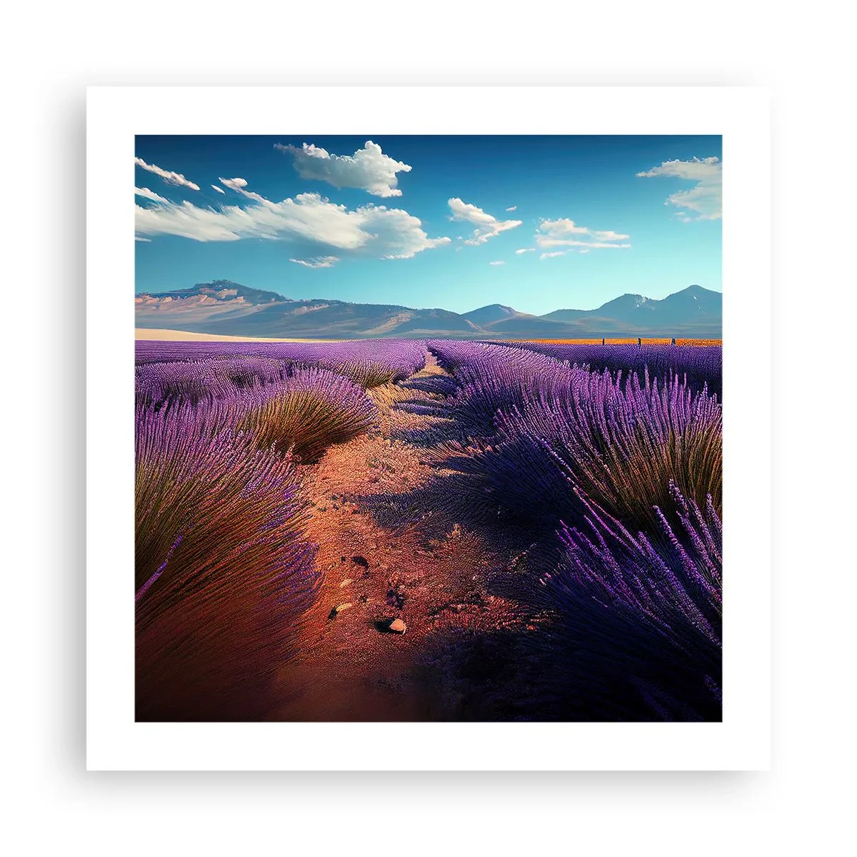 Affiche - Poster - Champs parfumés - 50x50 cm