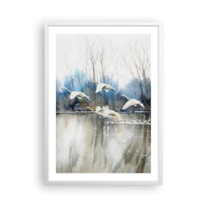 Affiche dans un cadre blanc - Poster - Comme dans un conte de fées sur les cygnes sauvages - 50x70 cm