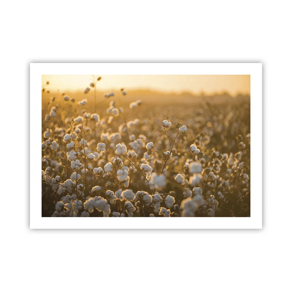 Affiche - Poster - Champ moelleux - 70x50 cm