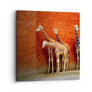 Impression sur toile - Image sur toile - Voyez-vous des acacias ? - 40x40 cm