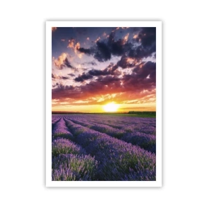 Affiche - Poster - Monde de lavande - 70x100 cm