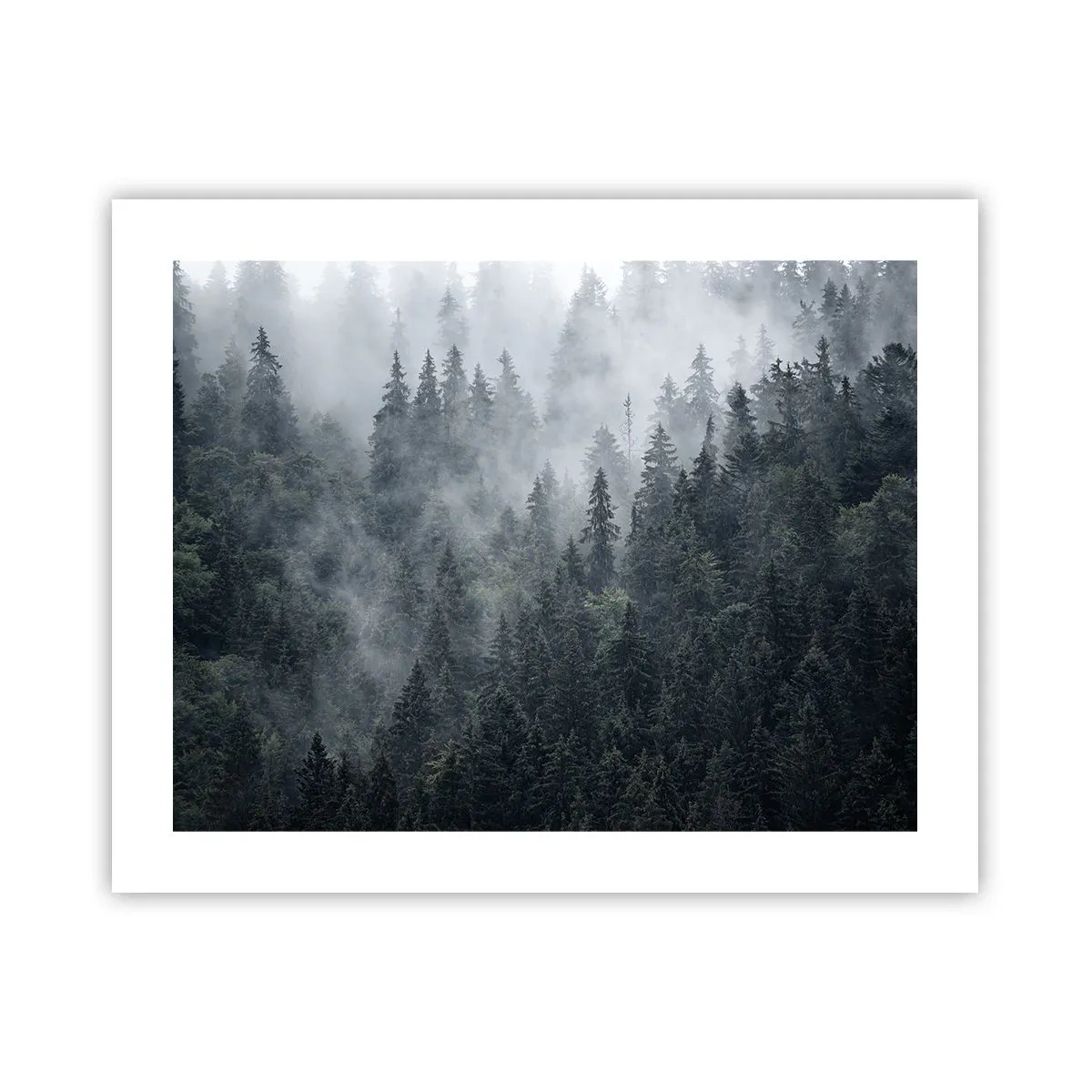 Affiche - Poster - Aube de la forêt - 50x40 cm