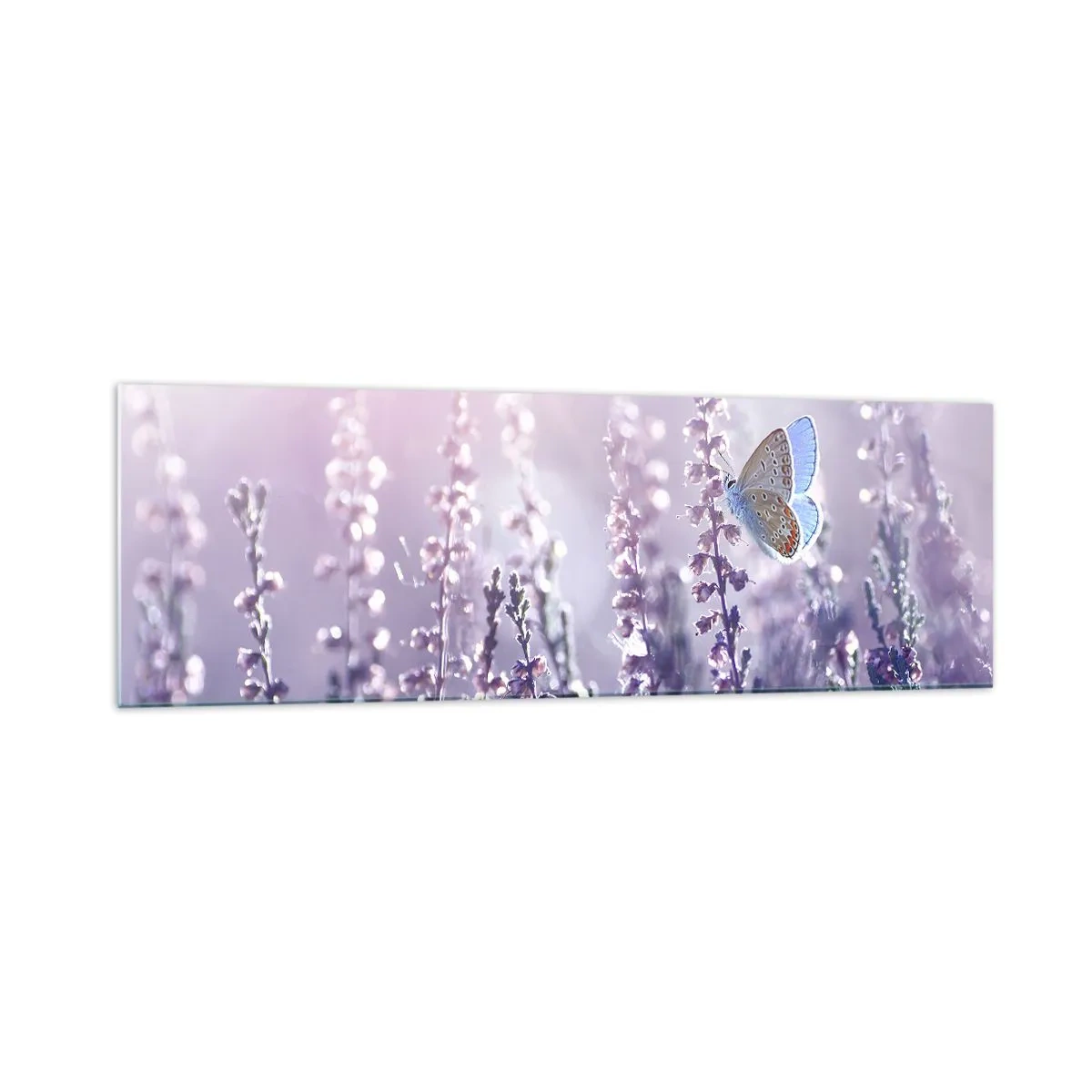 Impression sur verre - Image sur verre - Un papillon sur une lavande en fleurs dans la lumière du matin - 160x50cm - Baiser de papillon - Décoration murale moderne pour le salon et la chambre ARTTOR
