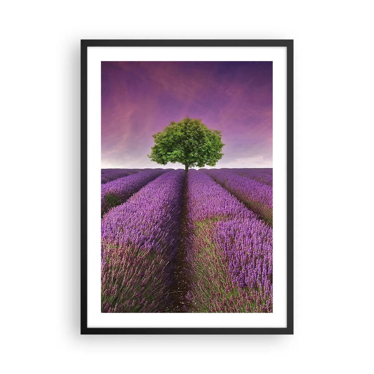 Affiche dans un cadre noir - Poster - Un champ de lavande avec un arbre solitaire contre un ciel violet - 50x70cm - Dans un champs de lavande - Décoration murale moderne pour le salon et la chambre ARTTOR
