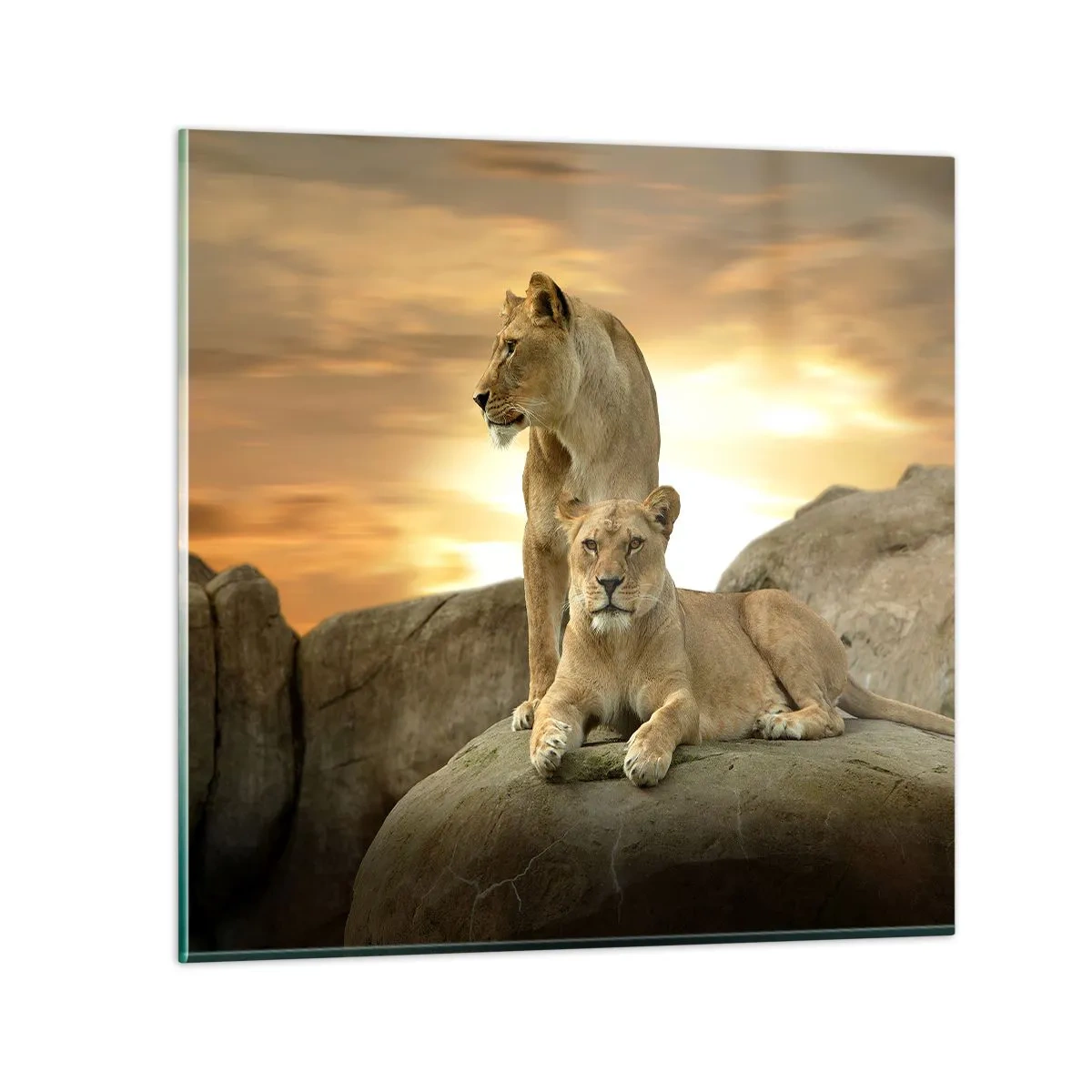 Impression sur verre - Image sur verre - Majesté royale - 30x30 cm