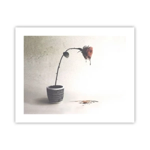 Affiche - Poster - Rosa dolorosa - 50x40 cm