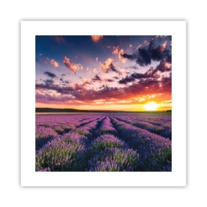 Affiche - Poster - Monde de lavande - 40x40 cm