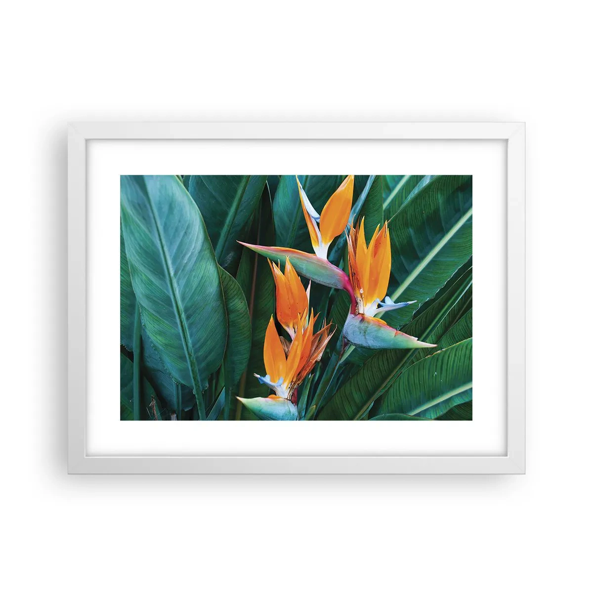 Affiche dans un cadre blanc - Poster - Est-ce une fleur, est-ce un oiseaux? - 40x30 cm