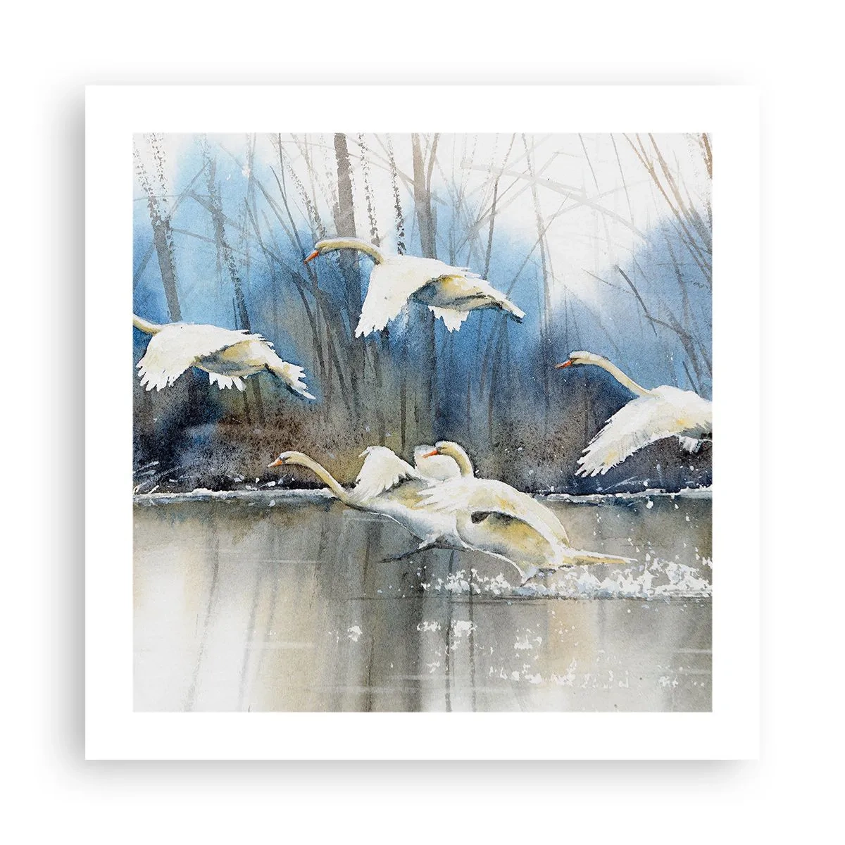 Affiche - Poster - Comme dans un conte de fées sur les cygnes sauvages - 50x50 cm