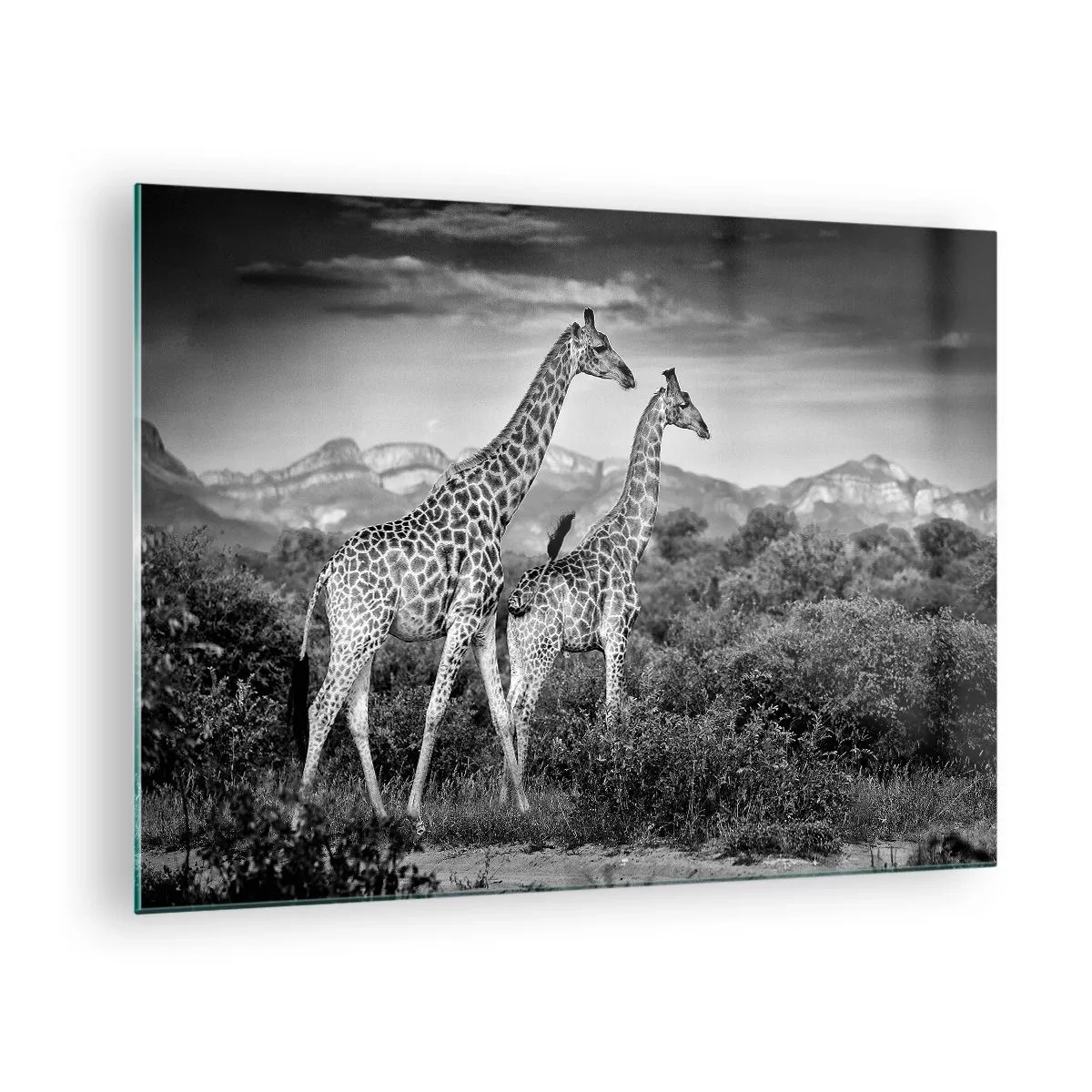 Impression sur verre - Image sur verre - Une photographie en noir et blanc de deux girafes dans la savane. - 70x50cm - Hautes sphères en Afrique - Décoration murale moderne pour le salon et la chambre ARTTOR
