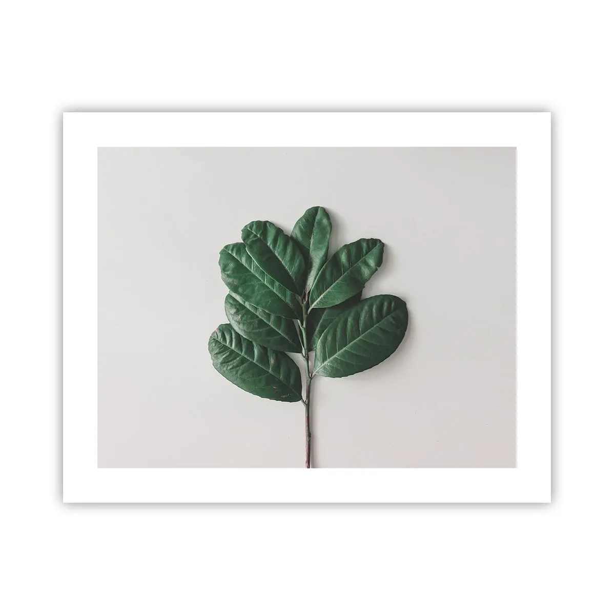 Affiche - Poster - Dessin de la nature elle-même - 50x40 cm