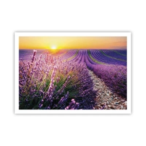Affiche - Poster - Champ de lavande au coucher du soleil - 100x70cm - Tige parfumée - Décoration murale moderne pour le salon et la chambre ARTTOR