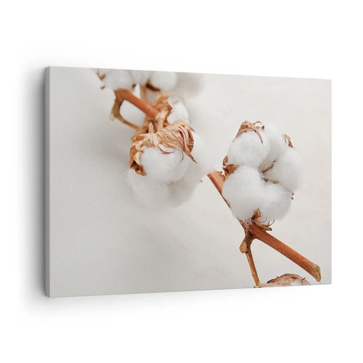 Impression sur toile - Image sur toile - Un brin de coton sur un fond subtil - 70x50cm - Seulement caliner - Décoration murale moderne pour le salon et la chambre ARTTOR