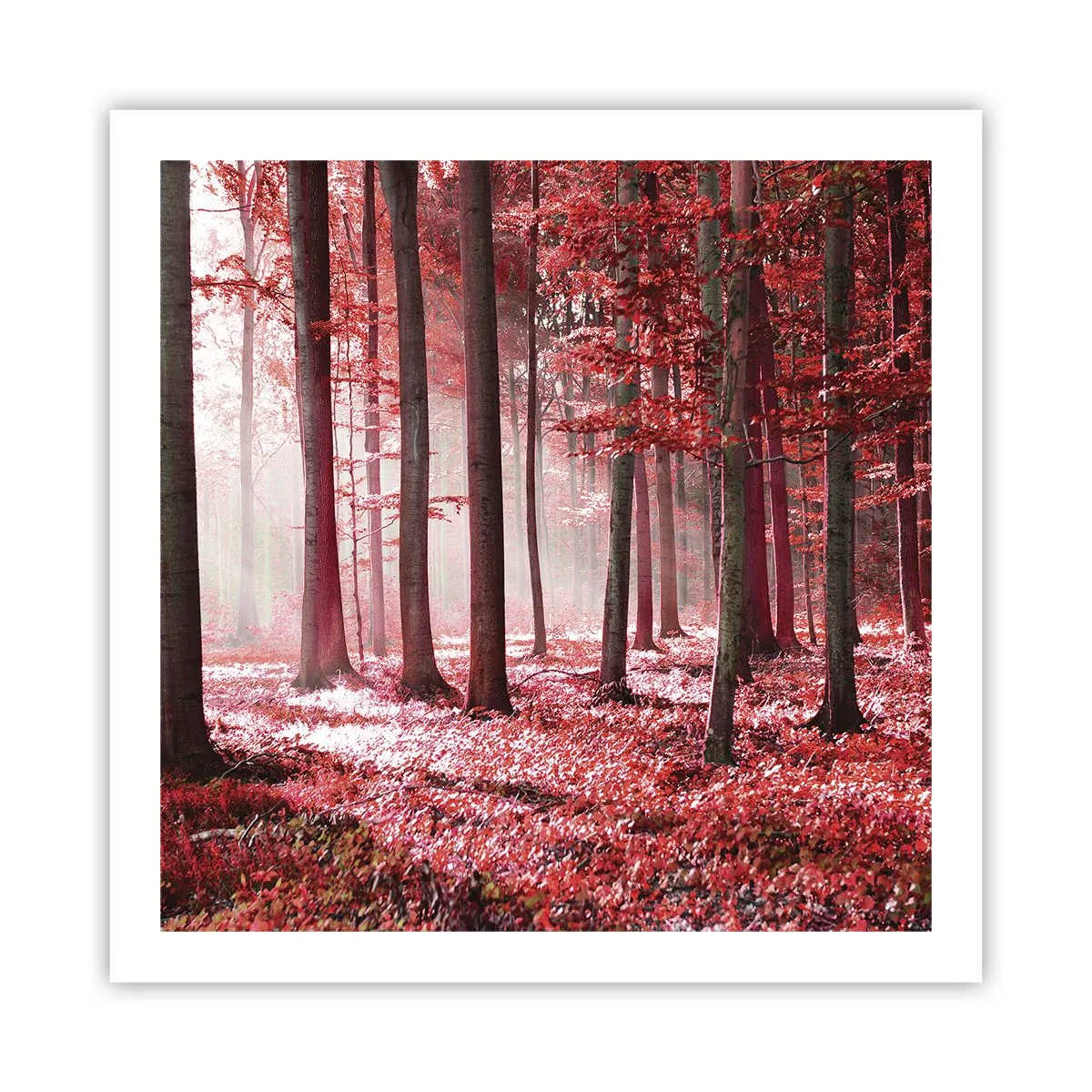 Affiche - Poster - Le rouge est tout aussi beau - 60x60 cm