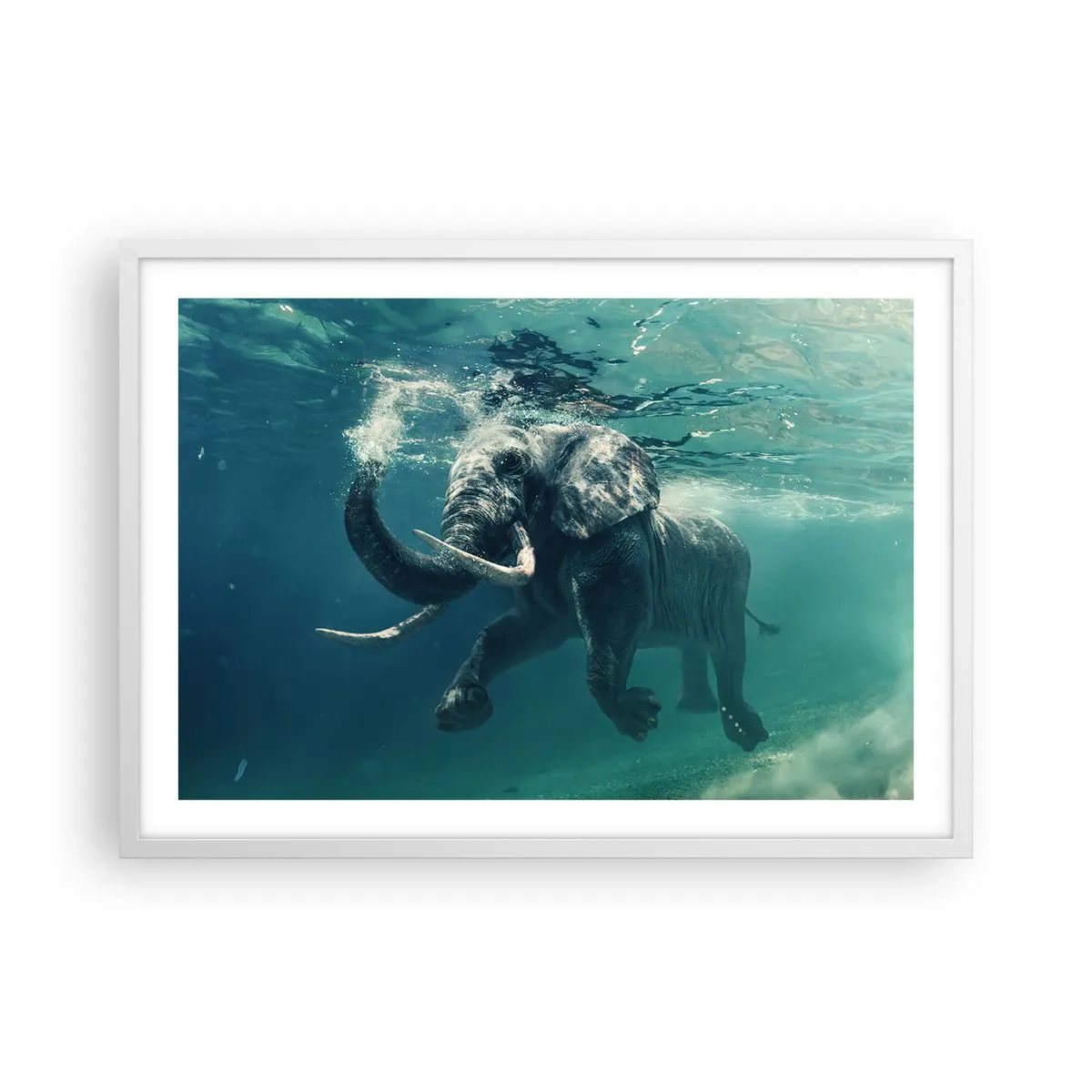 Affiche dans un cadre blanc - Poster - Tout le monde aime nager - 70x50 cm