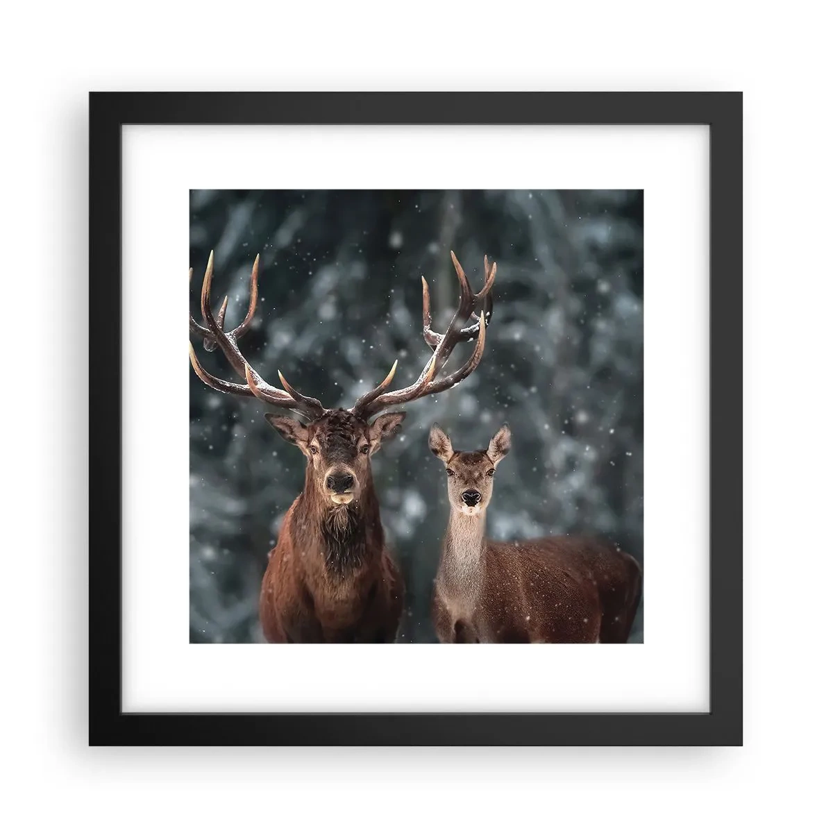 Affiche dans un cadre noir - Poster - Le roi de la forêt avec sa femme - 30x30 cm
