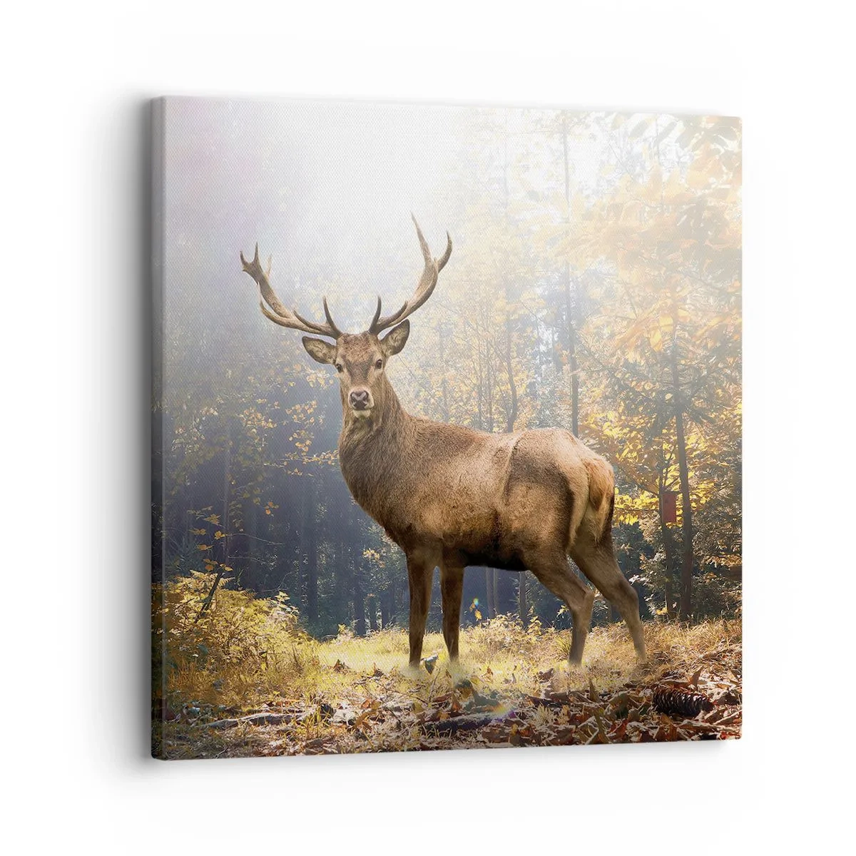 Impression sur toile - Image sur toile - Toute sa majesté - 30x30 cm