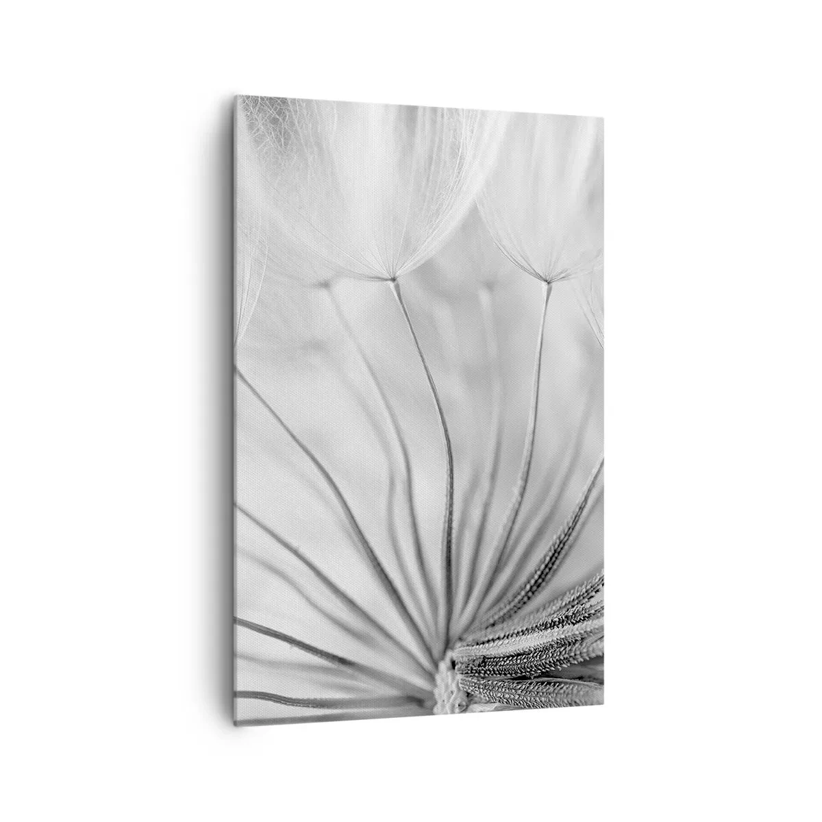 Impression sur toile - Image sur toile - Pissenlits délicats dans des tons noir et blanc - 80x120cm - Aigrette avant son envol - Décoration murale moderne pour le salon et la chambre ARTTOR