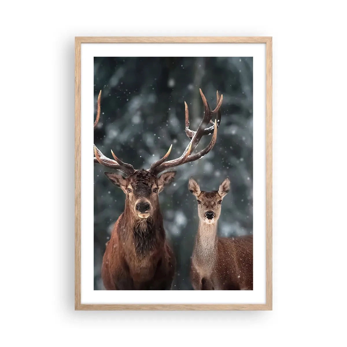 Affiche dans un chêne clair - Poster - Le roi de la forêt avec sa femme - 50x70 cm