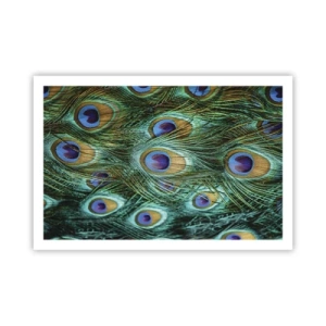 Affiche - Poster - Un regard de paon - 91x61 cm