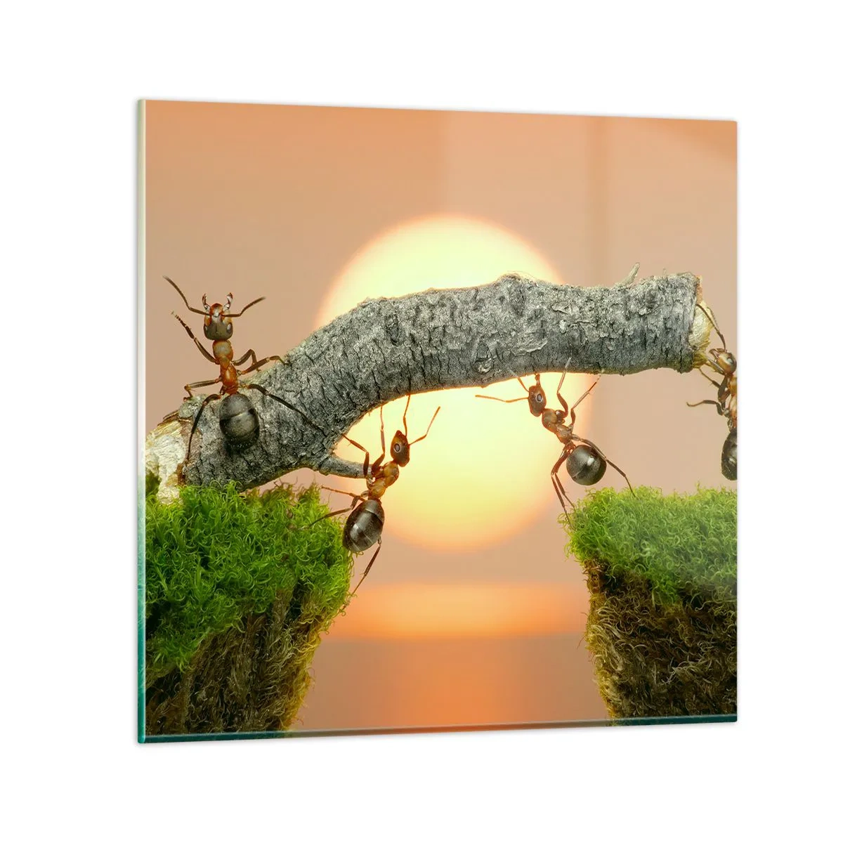 Impression sur verre - Image sur verre - La joie, travaille d'équipe - 70x70 cm