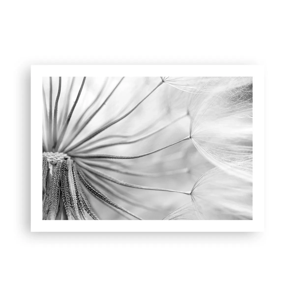 Affiche - Poster - Aigrette avant son envol - 70x50 cm