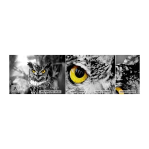 Échantillon de Papier Peint Premium Canvas - Rien ne se cachera - Des oiseaux, Hibou, Nature - 100x30 cm