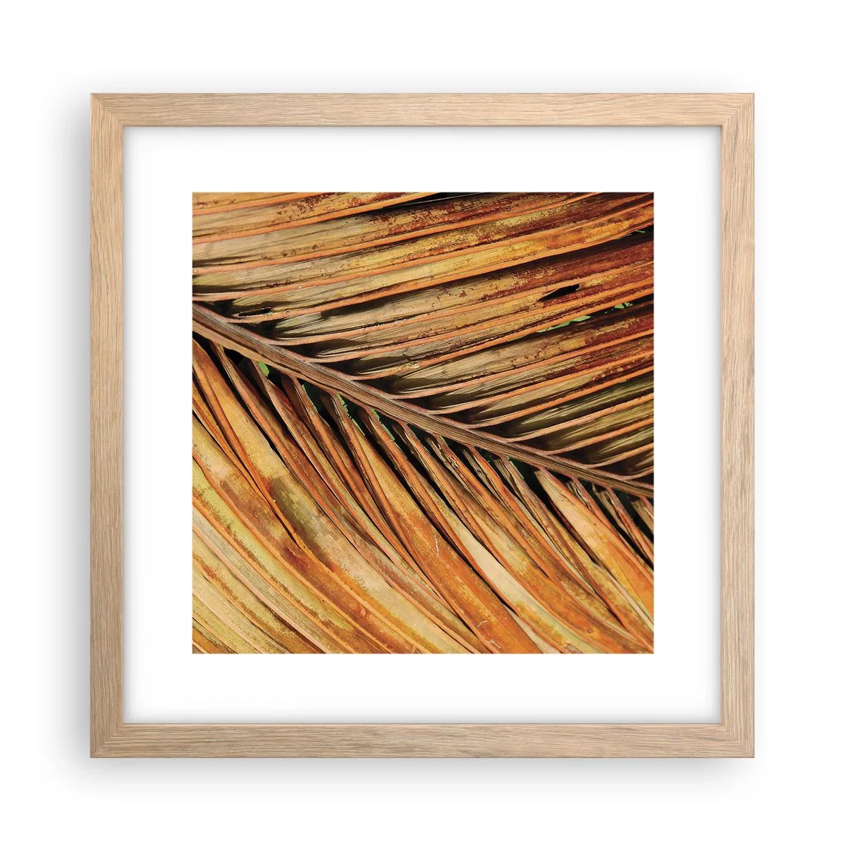 Affiche dans un chêne clair - Poster - Or de noix de coco - 30x30 cm