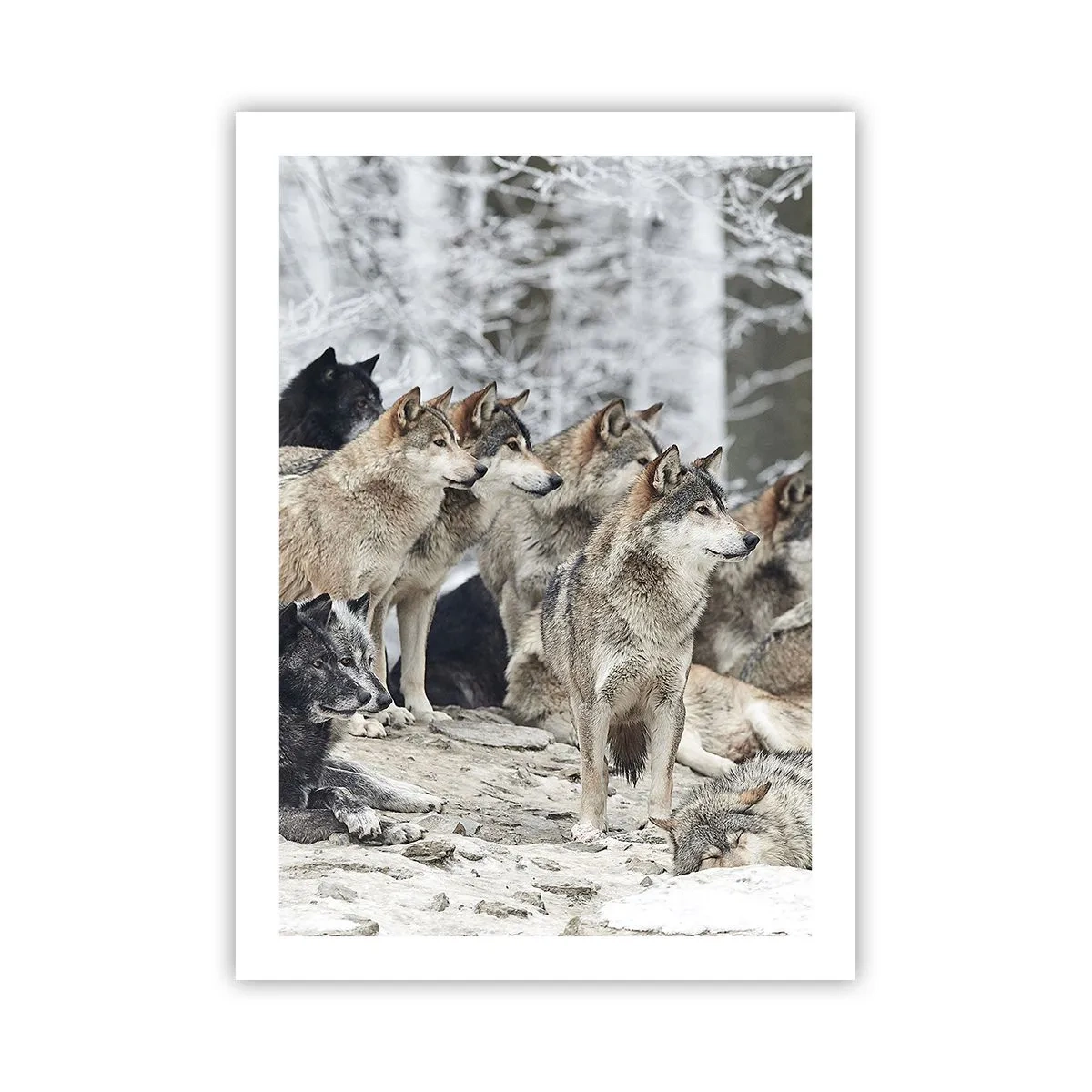 Affiche - Poster - Un groupe de loups dans la forêt d'hiver - 50x70cm - Famille et amis - Décoration murale moderne pour le salon et la chambre ARTTOR