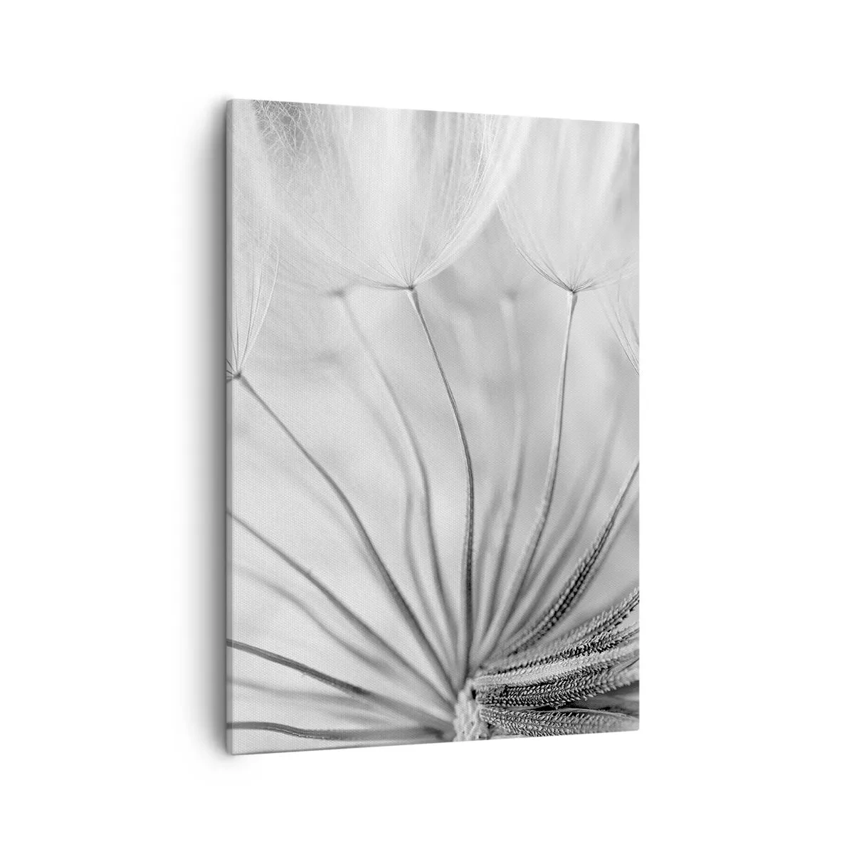 Impression sur toile - Image sur toile - Pissenlits délicats dans des tons noir et blanc - 50x70cm - Aigrette avant son envol - Décoration murale moderne pour le salon et la chambre ARTTOR