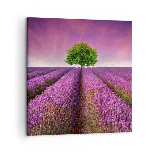 Impression sur toile - Image sur toile - Dans un champs de lavande - 60x60 cm