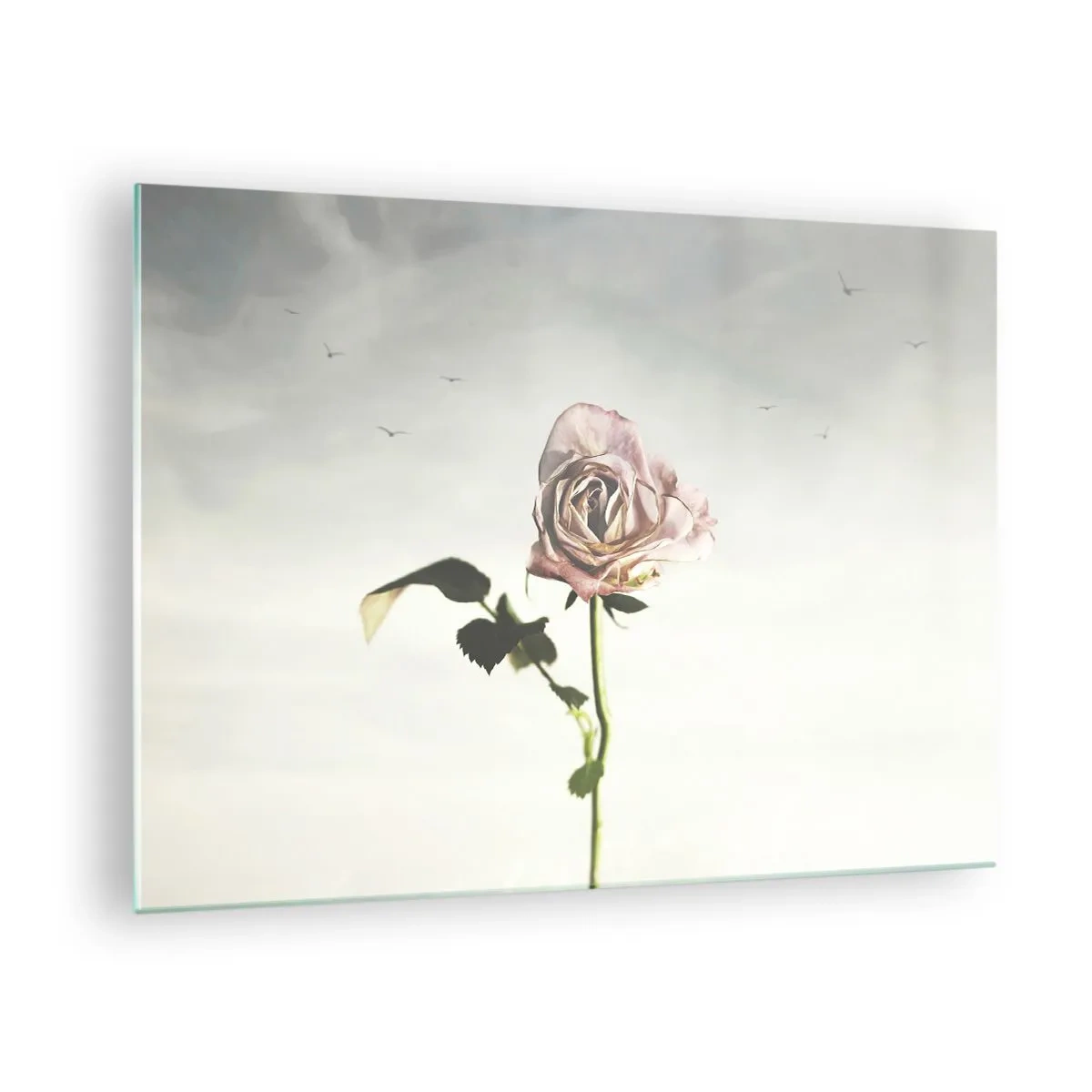 Impression sur verre - Image sur verre - Une rose délicate contre le ciel avec des oiseaux en vol - 70x50cm - Bonjour de printemps - Décoration murale moderne pour le salon et la chambre ARTTOR