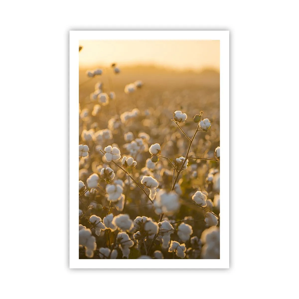 Affiche - Poster - Champ moelleux - 61x91 cm