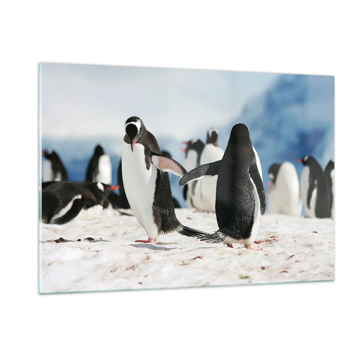 Impression sur verre - Image sur verre - Pingouins dans la neige dans un paysage polaire - 120x80cm - Danser dans la neige - Décoration murale moderne pour le salon et la chambre ARTTOR