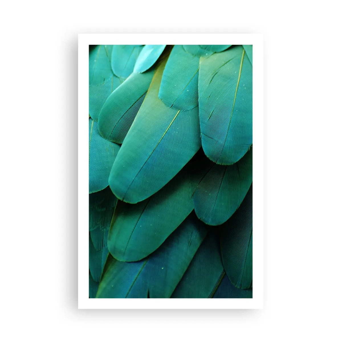 Affiche - Poster - Perfection de la nature du perroquet - 61x91 cm