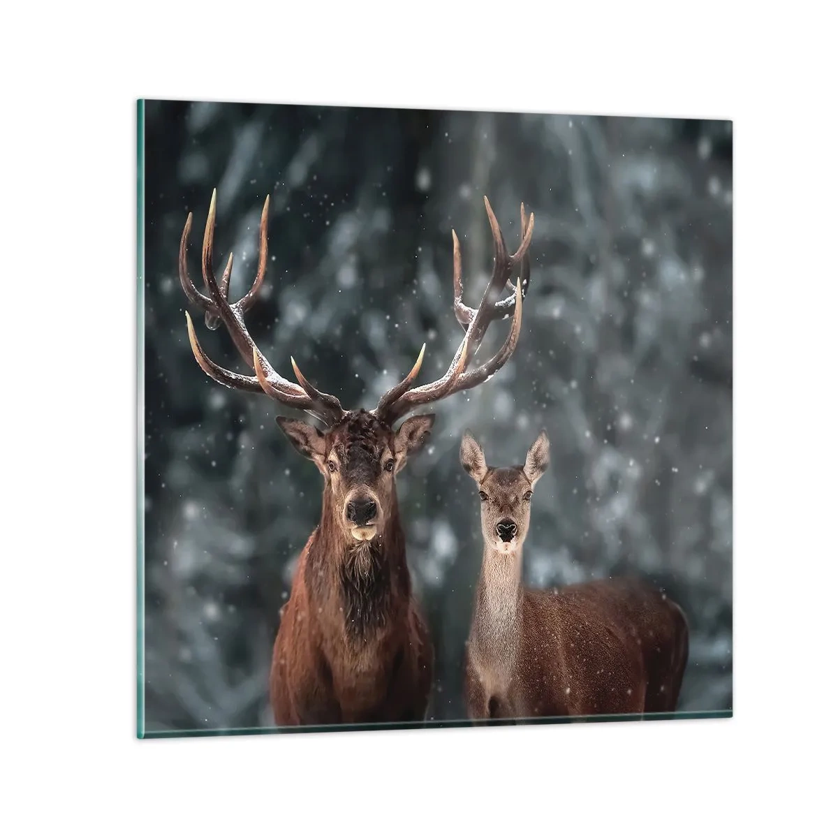 Impression sur verre - Image sur verre - Le roi de la forêt avec sa femme - 60x60 cm