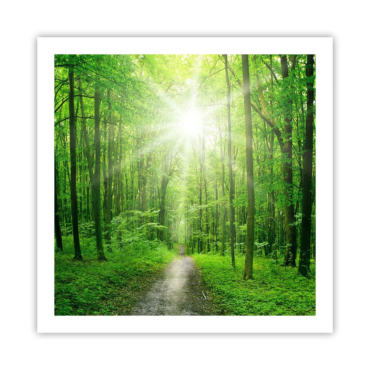 Affiche - Poster - Cathédrale verte - 60x60 cm