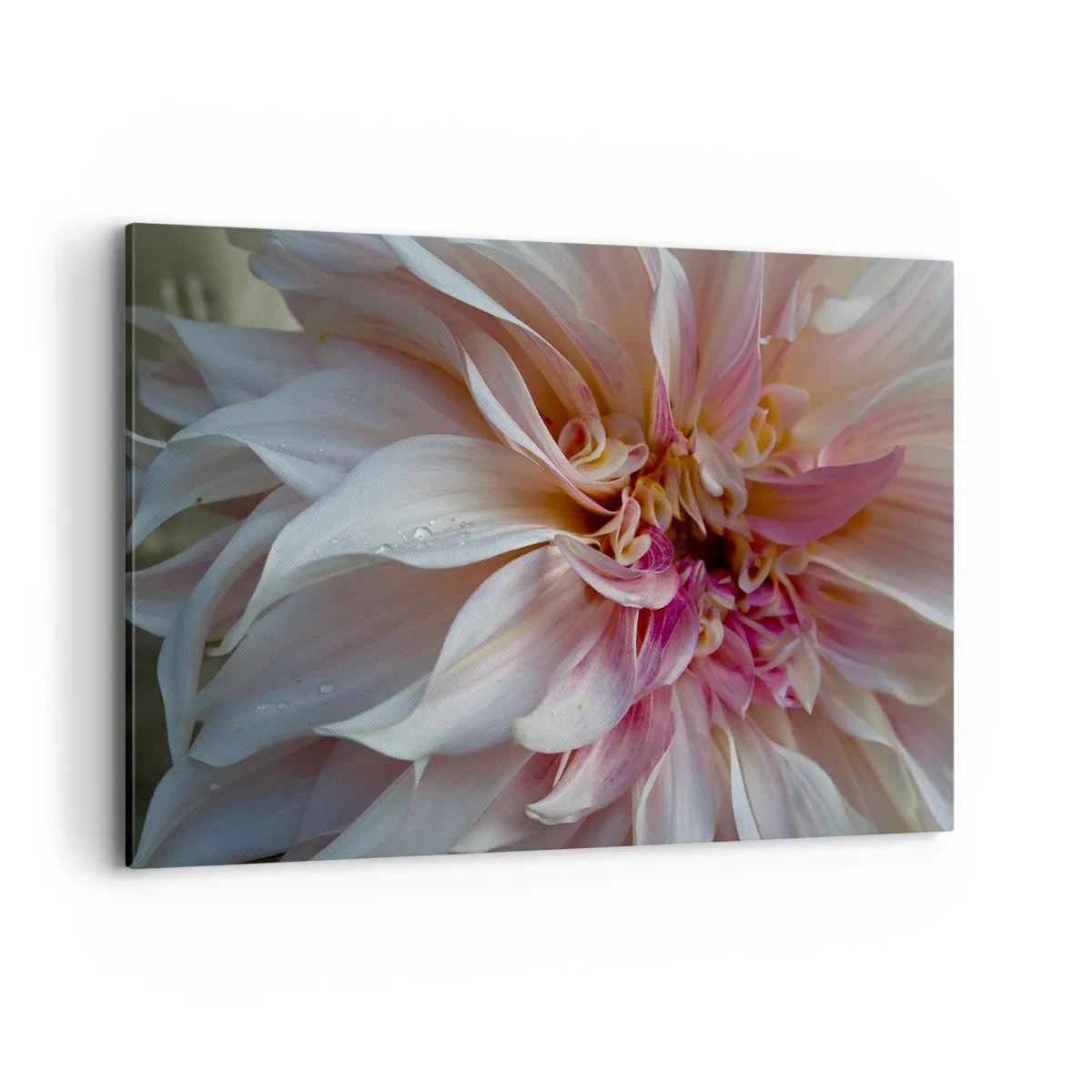 Impression sur toile - Image sur toile - Gros plan de délicats pétales de fleurs roses avec des gouttes d'eau - 120x80cm - Fraîcheur fleurissante - Décoration murale moderne pour le salon et la chambre ARTTOR