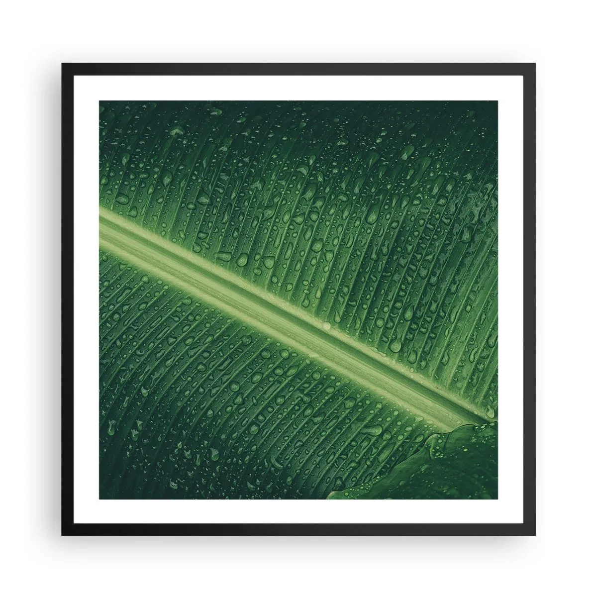 Affiche dans un cadre noir - Poster - Structure de vert - 60x60 cm