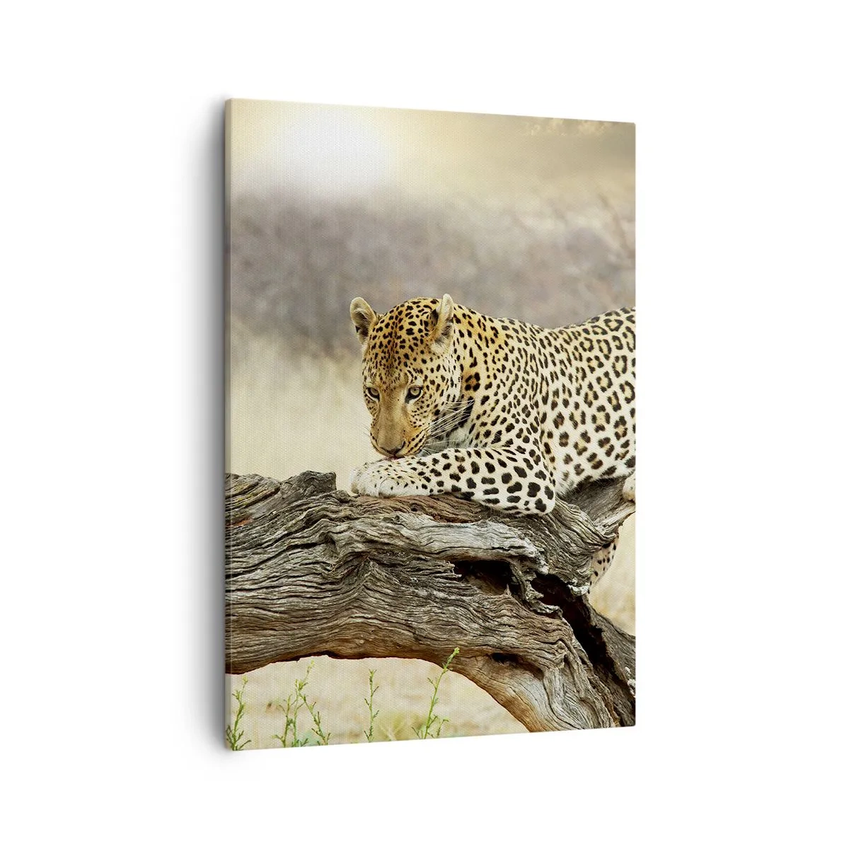 Impression sur toile - Image sur toile - Un léopard se reposant sur un tronc d'arbre dans la savane - 50x70cm - Je suis ma propre route - Décoration murale moderne pour le salon et la chambre ARTTOR