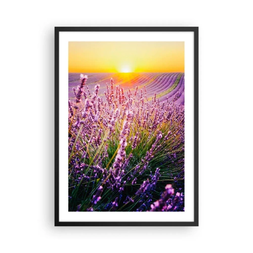 Affiche dans un cadre noir - Poster - Un champ de lavande illuminé par les rayons du soleil couchant - 50x70cm - Tige parfumée - Décoration murale moderne pour le salon et la chambre ARTTOR