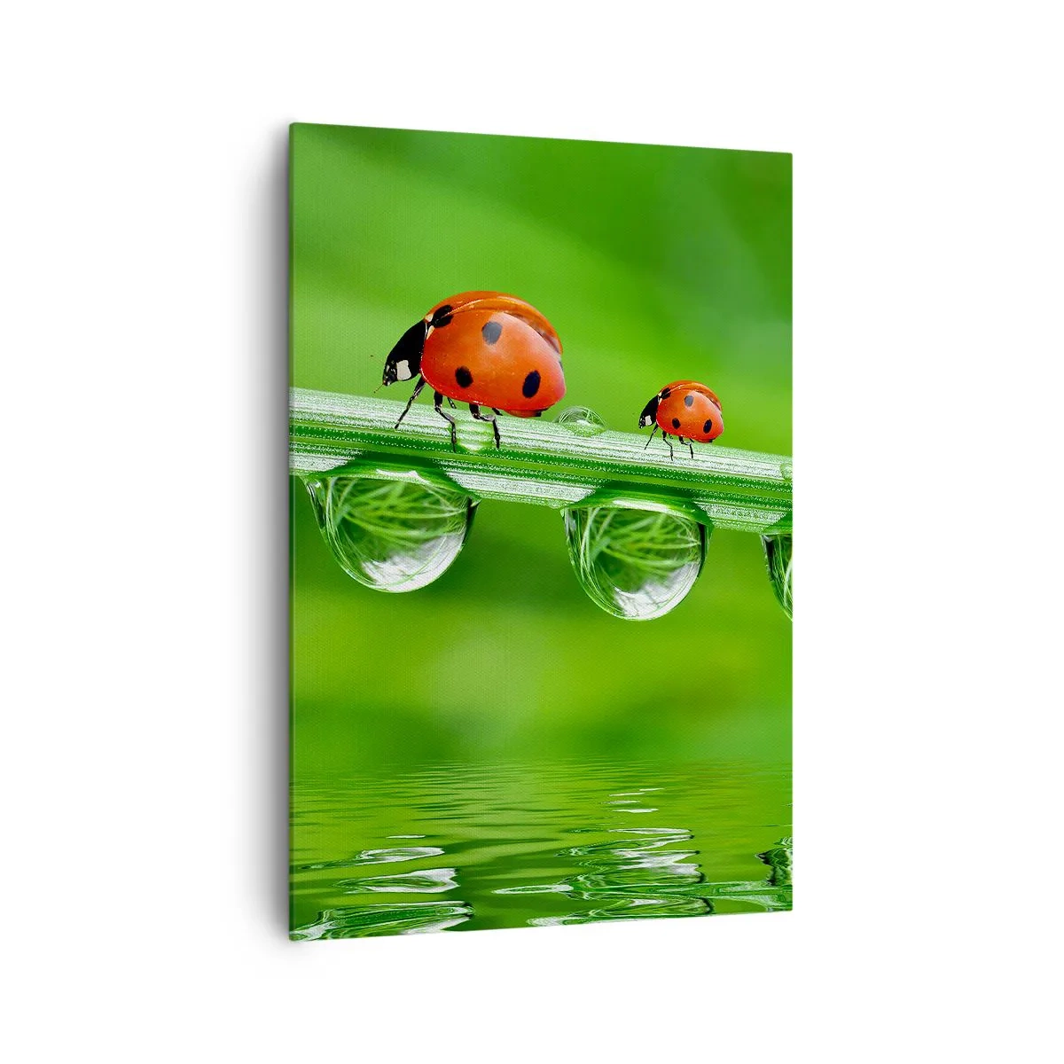 Impression sur toile - Image sur toile - Coccinelles sur un brin d'herbe avec des gouttes de rosée dans un cadre naturel - 70x100cm - Sur la route tout l'été - Décoration murale moderne pour le salon et la chambre ARTTOR