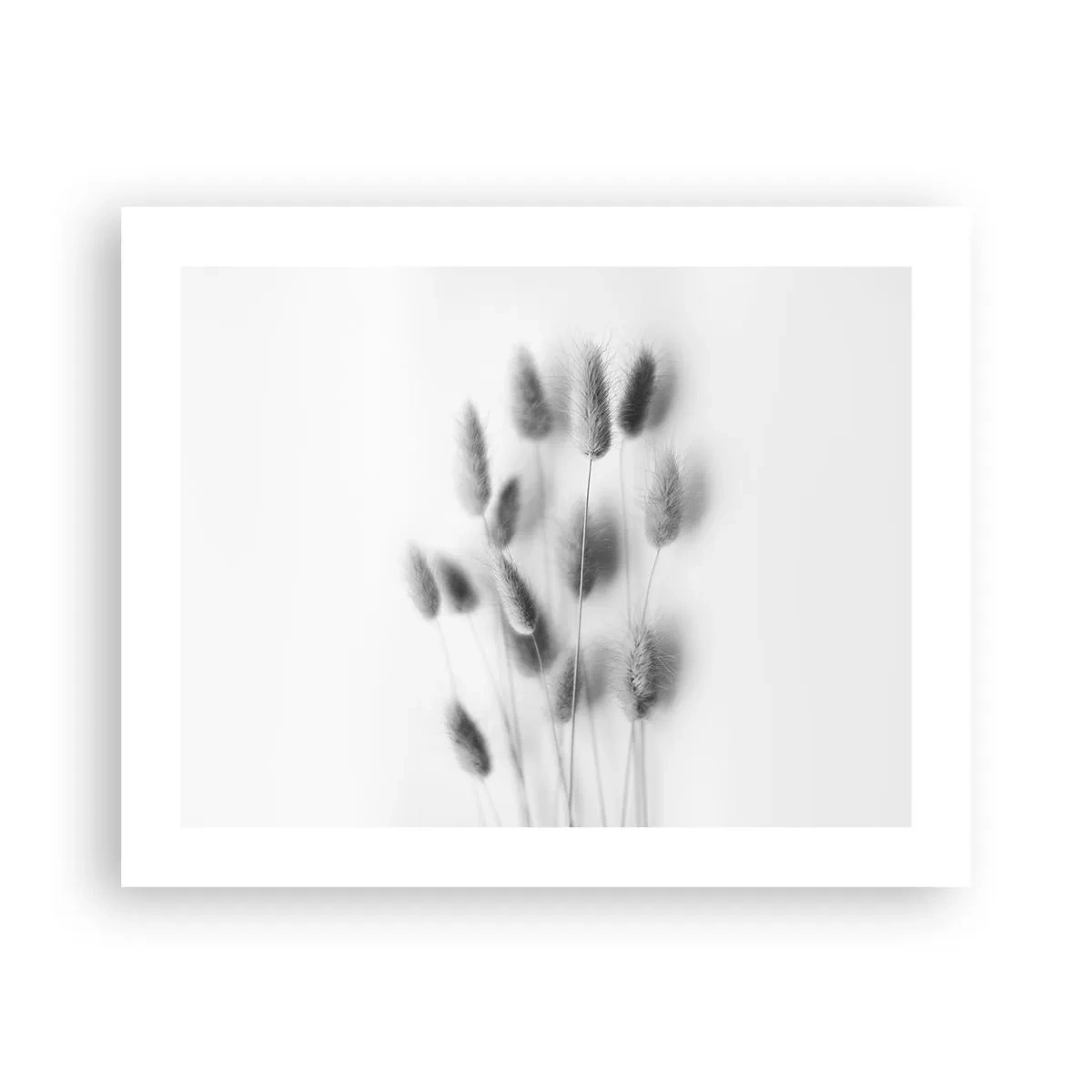 Affiche - Poster - Son herbe duveteuse - 50x40 cm