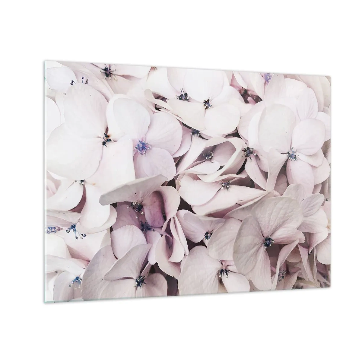 Impression sur verre - Image sur verre - Hortensias rose clair délicats en gros plan - 70x50cm - Dans un flot de fleurs - Décoration murale moderne pour le salon et la chambre ARTTOR