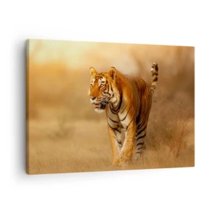 Impression sur toile - Image sur toile - Un tigre marchant dans la savane aux couleurs chaudes - 70x50cm - Avant l'attaque - Décoration murale moderne pour le salon et la chambre ARTTOR
