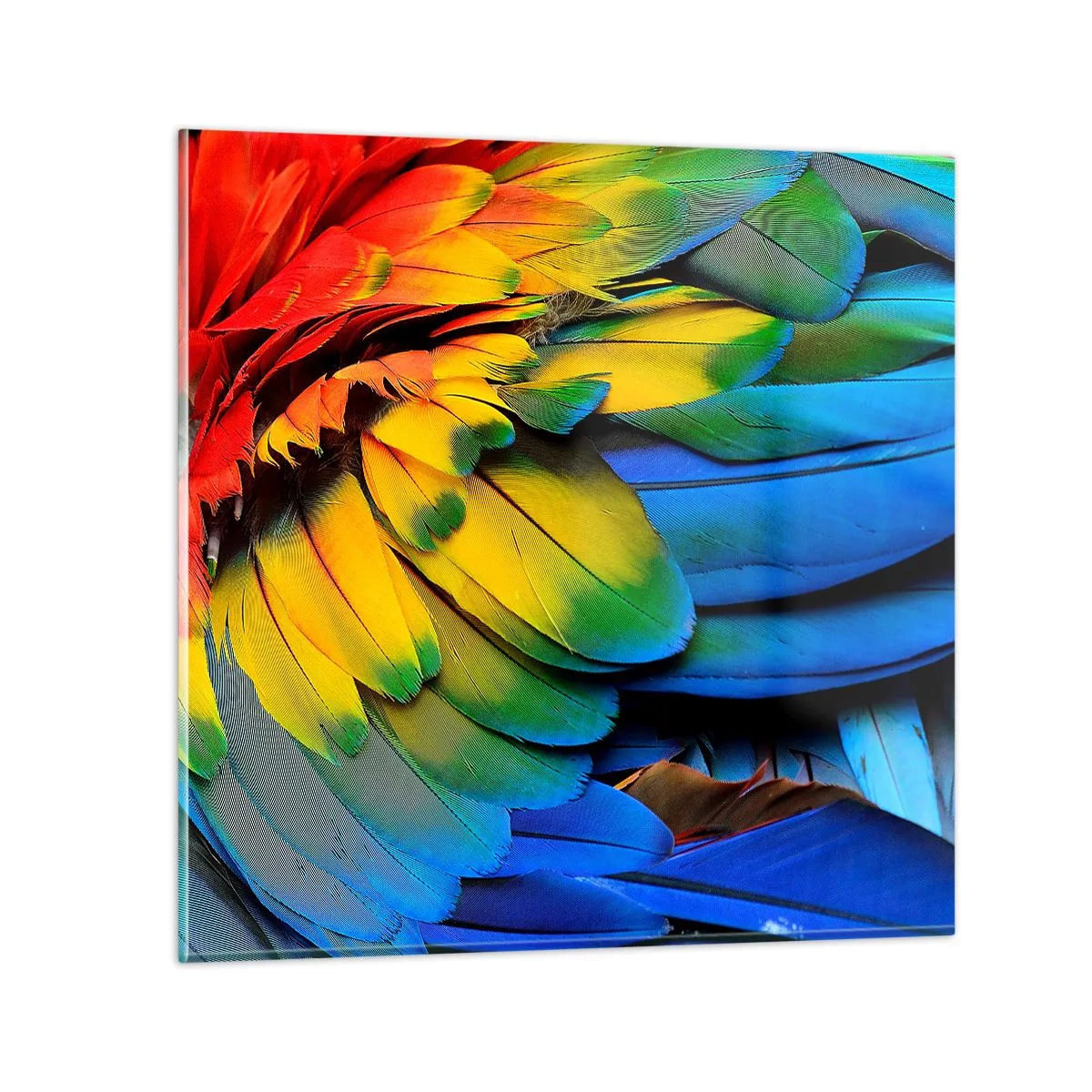 Impression sur verre - Image sur verre - Oiseau de paradis - 70x70 cm