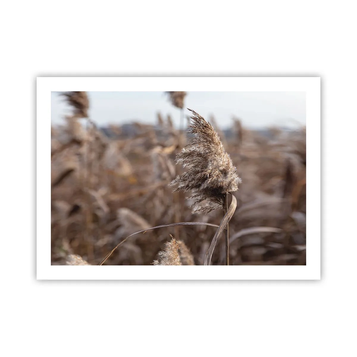 Affiche - Poster - Il est temps de s'envoler avec le vent - 70x50 cm
