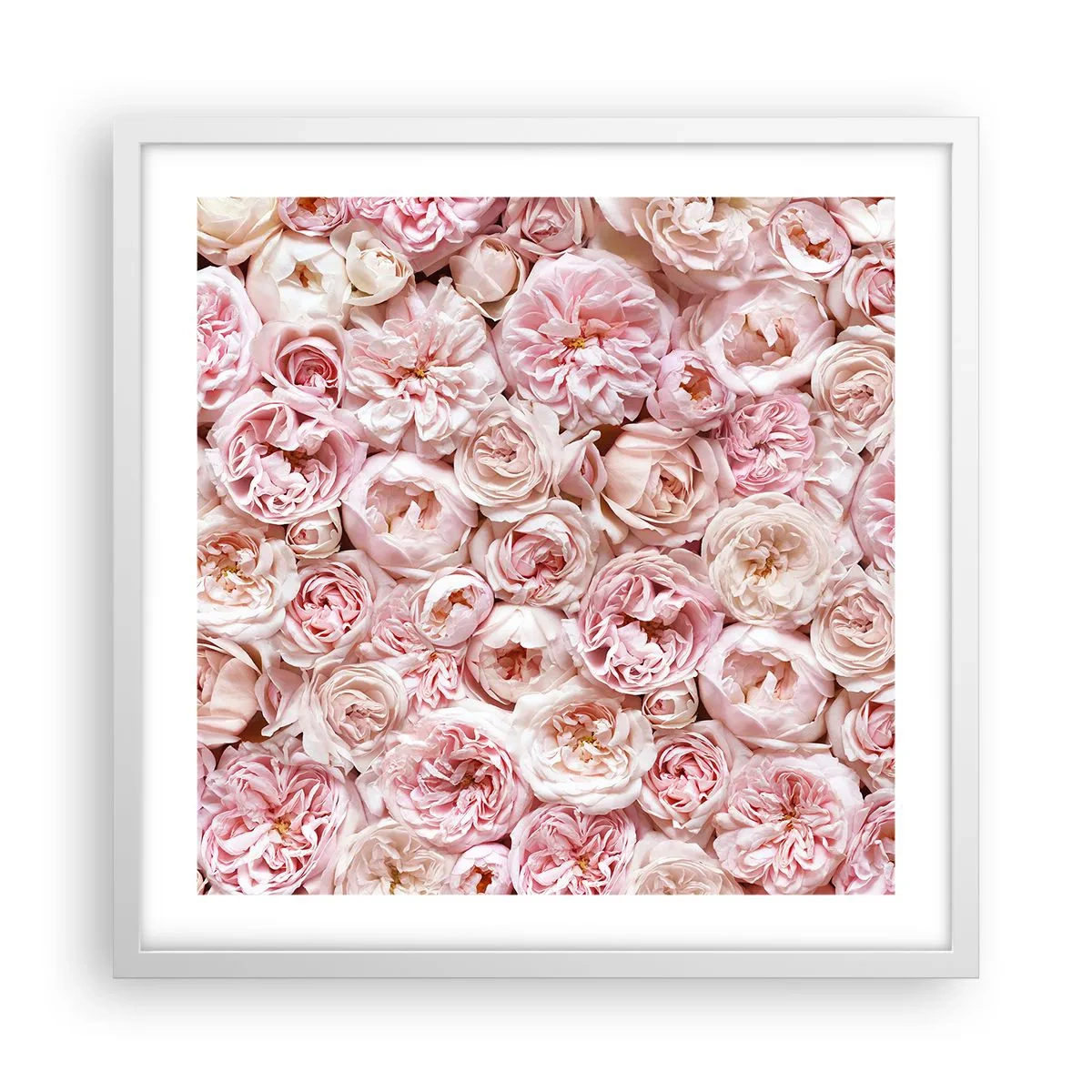 Affiche dans un cadre blanc - Poster - Un lit de roses - 50x50 cm