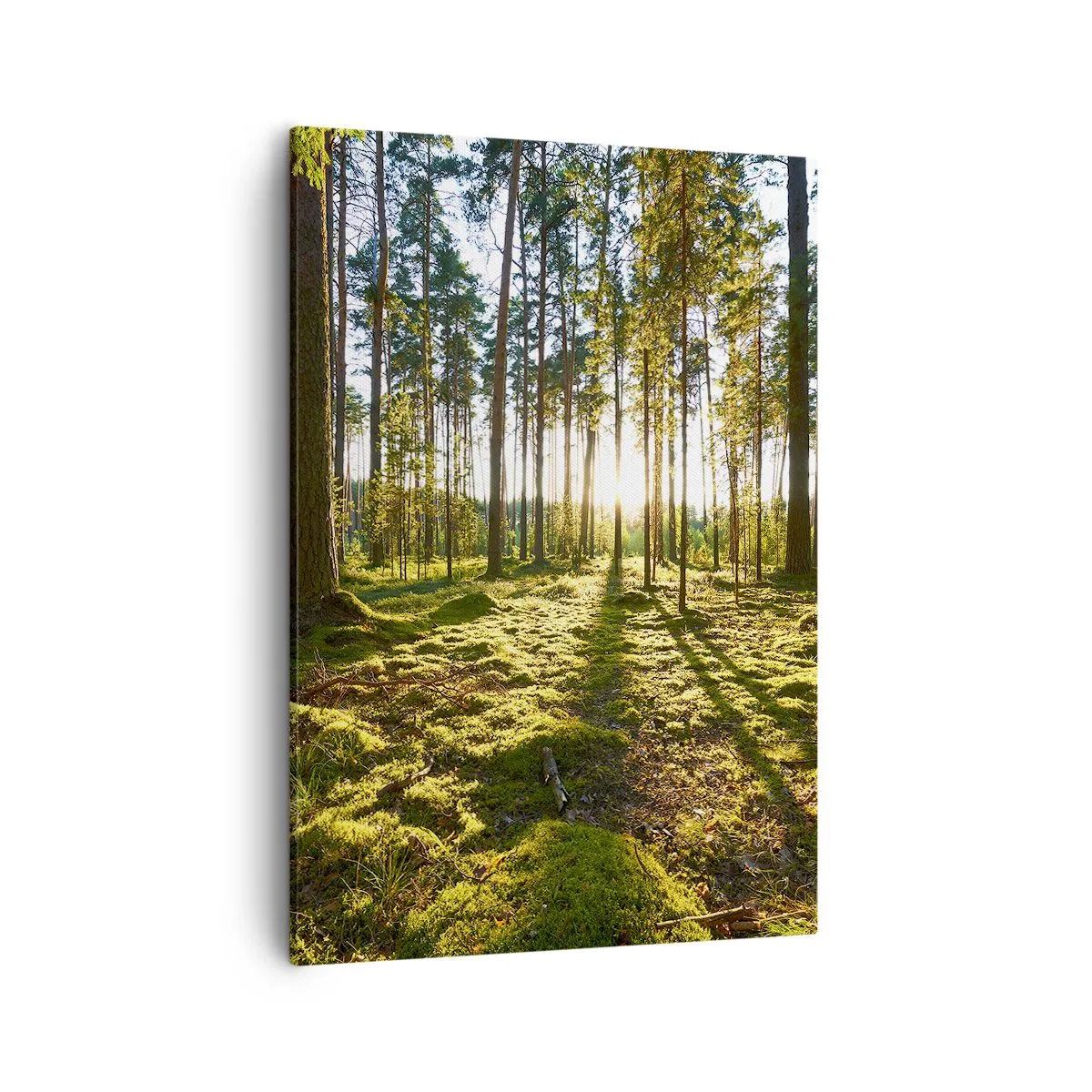 Impression sur toile - Image sur toile - Forêt verte illuminée par la lumière du soleil sur la mousse - 50x70cm - … Derrière les sept forêts - Décoration murale moderne pour le salon et la chambre ARTTOR
