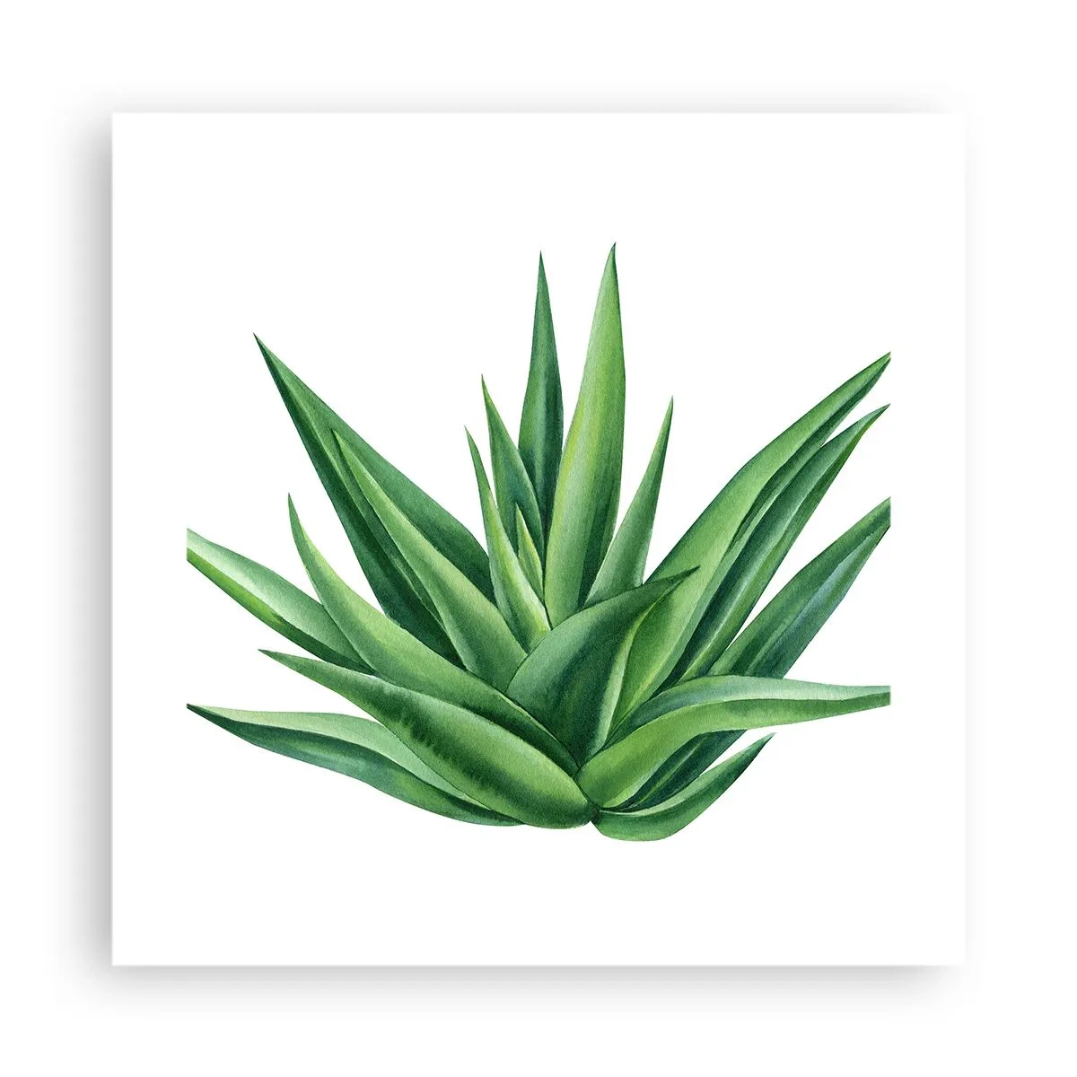 Affiche - Poster - Vert – force – vie - 40x40 cm